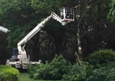 Elagage, abattage et travaux forestier au Pays Basque - Landes